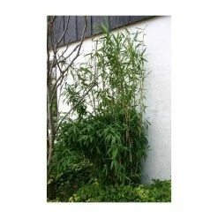 Umbrella Bamboo | Fargesia Murieliae 'Jumbo' -botanical garden shop PL190710L add image 3 7835