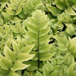 Cyrtomium Fortunei | 2L Pot