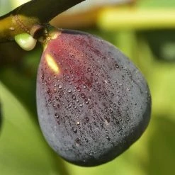 Ficus Carica Ice Crystal | 2 Litre Pot