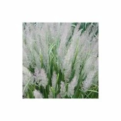 Calamagrostis Brachytricha | 2L Pot