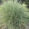 Miscanthus Sinensis Morning Light | 2L Pot