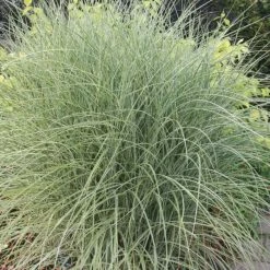 Miscanthus Sinensis Morning Light | 2L Pot