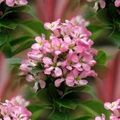 Escallonia Laevis Pink Elle ('Lades') (PBR) | 2L Pot