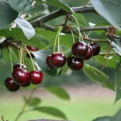 Cherry Sunburst | Gisela 5 11.5lt Bush