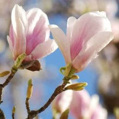 Magnolia × Soulangeana | 12L Pot