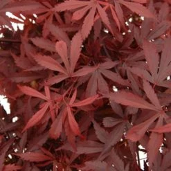 Acer Palmatum Atropurpureum | 12L Pot