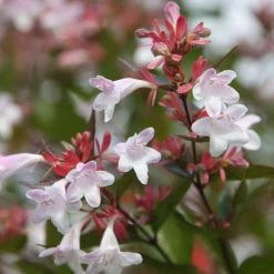 Abelia × Grandiflora | 7.5L Pot