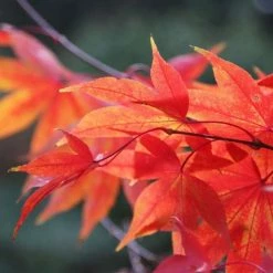 Acer Palmatum Osakazuki | 12 Lt Pot