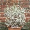 Prunus Incisa Kojo-no-mai | 12L Pot