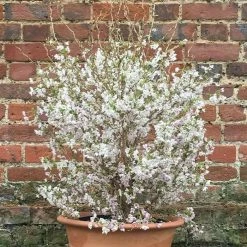Prunus Incisa Kojo-no-mai | 12L Pot