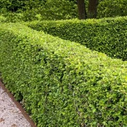 Crataegus Monogyna | 25 Plants