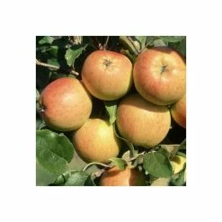 Apple Christmas Pippin (PBR) | M27 11.5litre (bush)