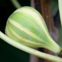 Ficus Carica Panachée | 2 Litre Pot