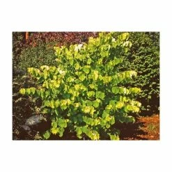 Cercis Canadensis Hearts Of Gold (PBR) | 12L Pot