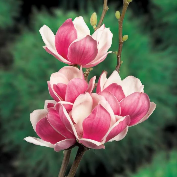 Magnolia X Soulangeana Satisfaction | 5 Litre Pot 1 Magnolia X Soulangeana Satisfaction | 5 Litre Pot