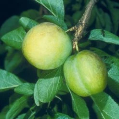 Gage Oullins Gage | Vva-1 12lt (bush)