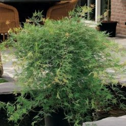 Acer Palmatum Emerald Lace | 3L Pot