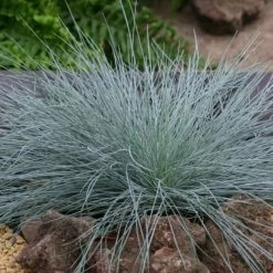 Festuca Glauca Intense Blue ('Casblue') (PBR) | 2L Pot