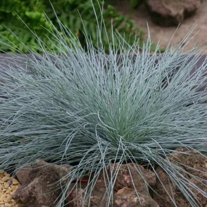Festuca Glauca Intense Blue ('Casblue') (PBR) | 2L Pot 1 Festuca Glauca Intense Blue ('Casblue') (PBR) | 2L Pot
