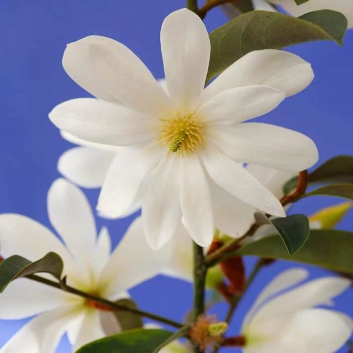 Magnolia Fairy Magnolia White 'MicJur05' (PBR) | 3L Pot 1 Magnolia Fairy Magnolia White 'MicJur05' (PBR) | 3L Pot