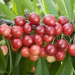Cherry Sweetheart | Gisela 5 11.5lt Bush