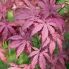 Acer Palmatum Amagi-shigure | 3 Litre Pot