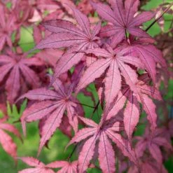 Acer Palmatum Amagi-shigure | 3 Litre Pot