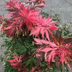 Acer Palmatum Extravaganza (PBR) | 3 Litre Pot