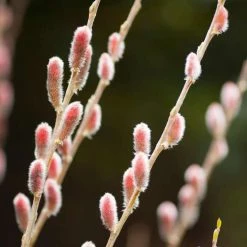 Salix Gracilistyla Mount Aso | 2L Pot
