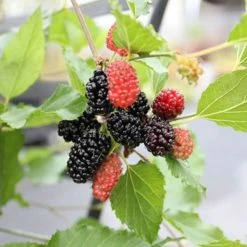 Dwarf Mulberry Mojo Berry ('Matsunaga') (PBR) | 13cm Pot