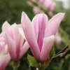 Magnolia Heaven Scent | 12L Pot