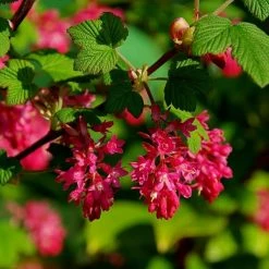 Ribes Sanguineum King Edward VII | 12L Pot