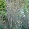Schizachyrium Scoparium Standing Ovation (PBR) | 2L Pot