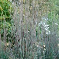 Schizachyrium Scoparium Standing Ovation (PBR) | 2L Pot