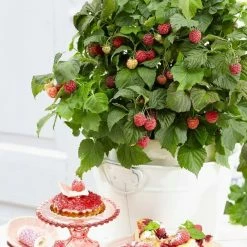 Raspberry BonBonBerry Yummy ('Jandeboer019') (PBR) | 3L Pot