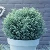 Chamaecyparis Pisifera Blue Moon (PBR) | 3L Pot