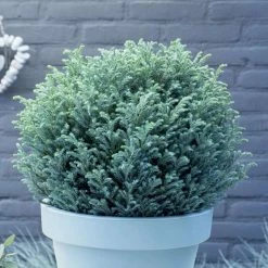 Chamaecyparis Pisifera Blue Moon (PBR) | 3L Pot