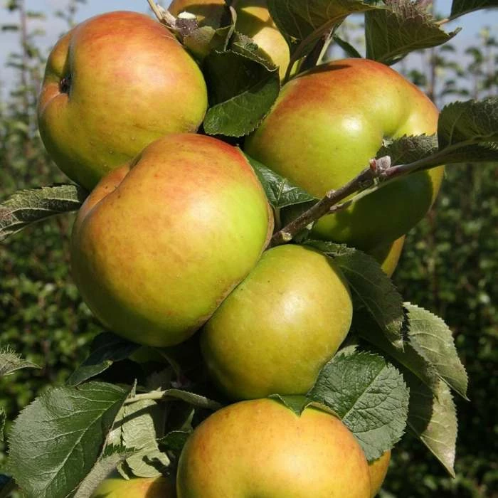 Apple Bramley 20 | M27 11.5litre (bush) 1 Apple Bramley 20 | M27 11.5litre (bush)