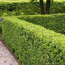 Crataegus Monogyna | 25 Plants