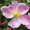 Rosa Canina | 25 Plants