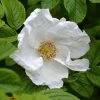 Rosa Rugosa Alba | 25 Plants