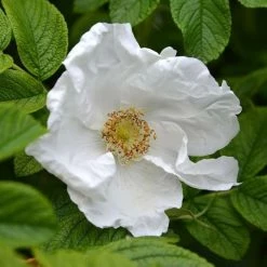 Rosa Rugosa Alba | 25 Plants