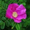Rosa Rugosa Rubra | 25 Plants
