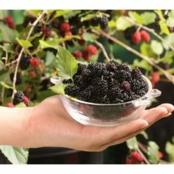 Dwarf Mulberry Mojo Berry ('Matsunaga') (PBR) | 12L Pot