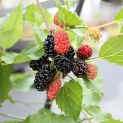 Dwarf Mulberry Mojo Berry ('Matsunaga') (PBR) | 3L Pot