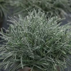 Ficinia Truncata Ice Crystal | 1.5L Pot