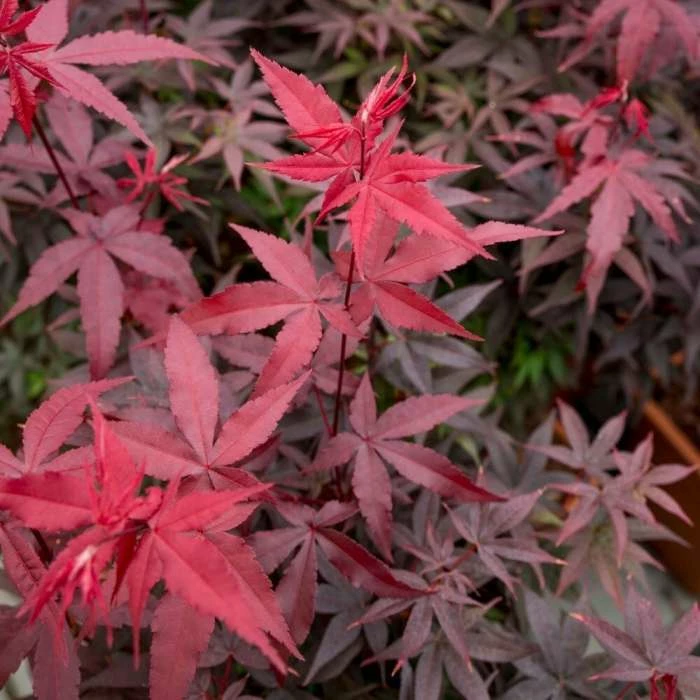 Acer Palmatum Twombly's Red Sentinel | 3 Litre Pot 1 Acer Palmatum Twombly's Red Sentinel | 3 Litre Pot
