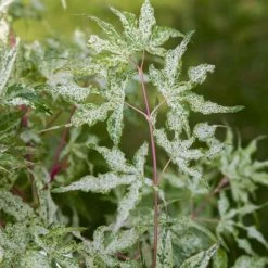 Acer Palmatum Uki-gumo | 3 Litre Pot