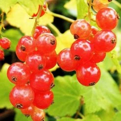 Redcurrant Laxton's Number One | 3 Litre Pot