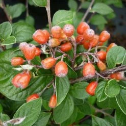 Cotoneaster Naoujanensis Berried Treasure | 2L Pot